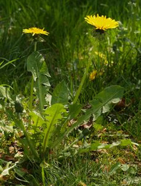 Löwenzahn Löwenzahn