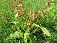 Sauerampfer in
                Bl�te rot