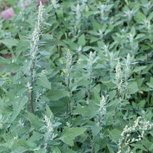 Weisser Gänsefuss Weisser Gänsefuss