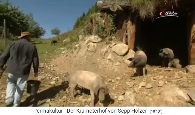 Duroc-Schweine auf dem Permakultur-Hof von
Sepp Holzer pflügen die Felder und fressen Unkraut
weg Duroc-Schweine auf dem Permakultur-Hof von
Sepp Holzer pflügen die Felder und fressen Unkraut
weg
