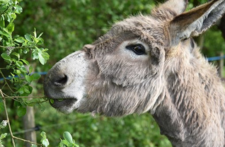 Esel
fressen Wucherpflanzen und gegen Verbuschung, auch
Äste von Bäumen Esel fressen Wucherpflanzen
und gegen Verbuschung, auch Äste von Bäumen