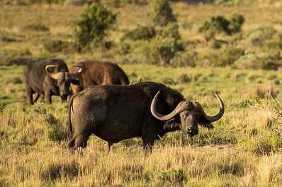 Wasserbüffel fressen Unkräuter auf Reisdämmen
weg Wasserbüffel fressen Unkräuter auf
Reisdämmen weg