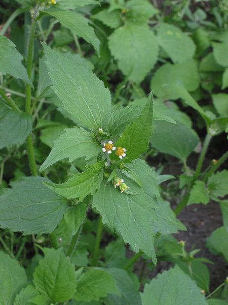 Behaartes Knopfkraut Behaartes
Knopfkraut