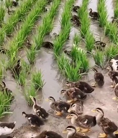 Entenherden in China und Japan putzen
Reisfeldern: fressen Unkraut, Insekten, Larven,
Schnecken und sonstiges Ungeziefer weg - und ihr Kot
ist guter Dünger Entenherden in China und
Japan putzen Reisfeldern: fressen Unkraut, Insekten,
Larven, Schnecken und sonstiges Ungeziefer weg - und
ihr Kot ist guter Dünger