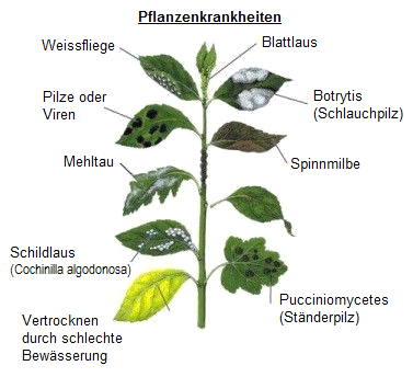 Plant diseases, scheme: whitefly,
                  fungi and viruses, mildew, scale insect, drying up,
                  aphid, botrytis (tube fungus), spider mite,
                  Pucciniomycetes (stand fungus)