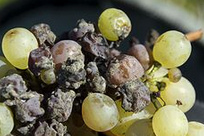 Botrytis tubular mushroom on grapes