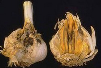 Botrytis tubular mushroom in garlic