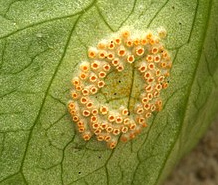 Pucciniomycetes: Puccinia sesselis