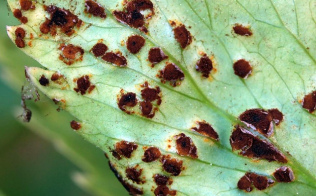 Pucciniomycetes: Puccinia bornmuelleri