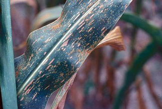 Corn rust