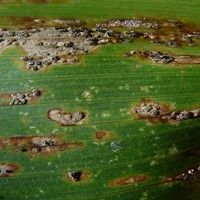 Corn rust:
                leaf's underside
