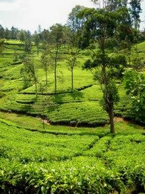 Coffee plantation with trees in Sri Lanka