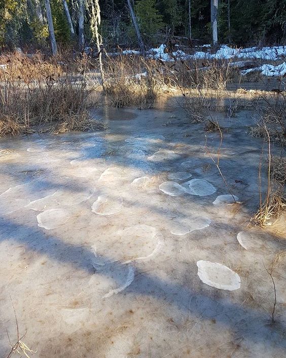 Zugefrorener Teich mit Binsen