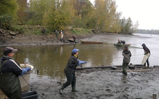 Abfischteich im Waldviertel in �sterreich 2013