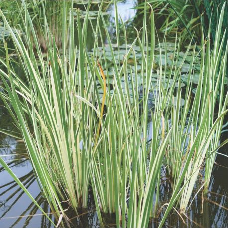 Kl�rpflanze Kalmus (Acorus calamus variegatus)