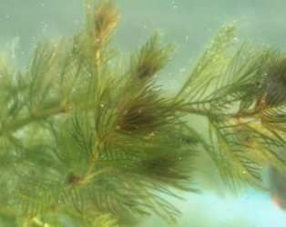 Kl�rpflanze: Tausendblatt
                  (Myriophyllum spicatum)