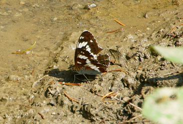 Ein Schmetterling trinkt in
                  einer Pf�tze 02, ein Kleiner Eisvogel