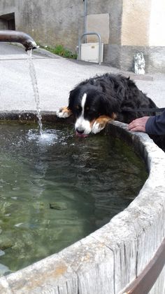 Hund
                  trinkt aus Frischwasserbrunnen
