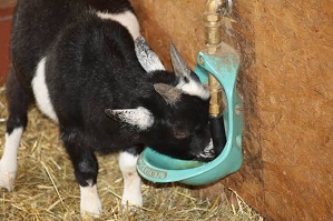 Geiss / Ziege trinkt an Suevia-Tr�nke