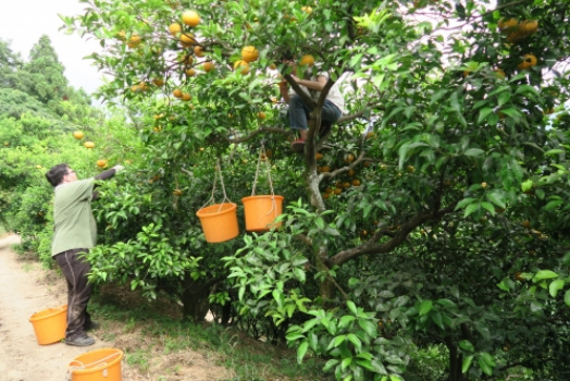 Masanobu Fukukoa, der Obstgarten mit
                            Schwerpunkt auf Zitrusb�ume (Zitrusgarten)
