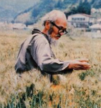 Fukuoka spaziert durch ein Getreidefeld: Fukuoka
                streut ca. 3 Wochen vor der Ernte neue Samen