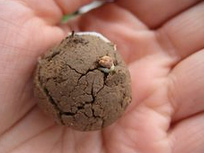 Fukuoka
                      Samenb�llchen