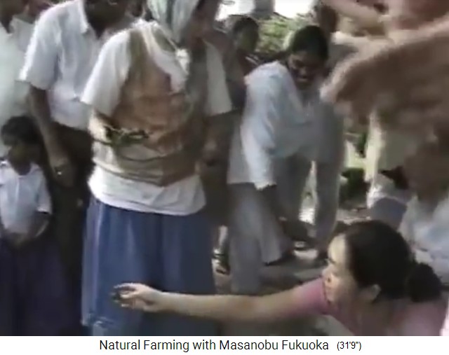 Samenb�llchen von Fukuoka: Da sind
                  die Samenb�llchen