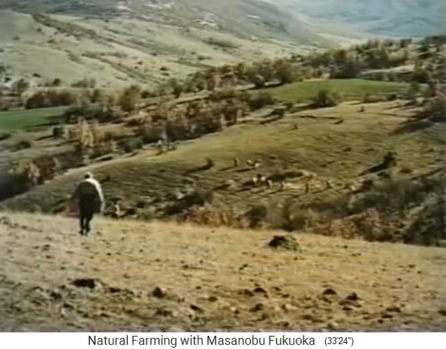 Samenb�llchen-Aussat in Edessa in
                  Griechenland, M�rz 1998 02