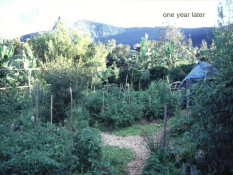 Tagari Farm, garden
                          with mandala chicken station 2000
