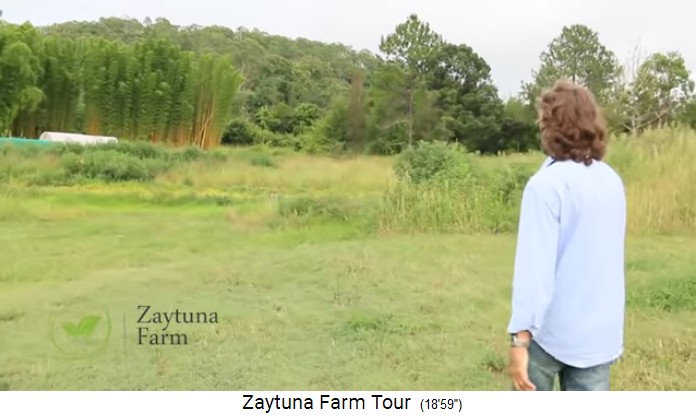 Zaytuna-Farm (Australien), meadows and forest
                    03 with bamboo forest in the background