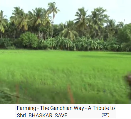 Organic farm of Bhaskar Save: field
with palm forest around it Organic farm
of Bhaskar Save: field with palm forest around
it
