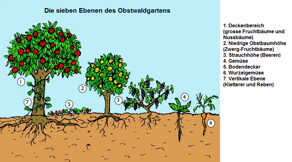 Der Obstwaldgarten in 7 Ebenen, Schema