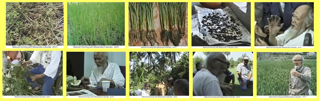 Film: Fukuoka in
                                    Japan+Indien 1997: Vortr�ge,
                                    Mulchen, Samenb�llchen, der
                                    kriminelle Rasen etc.