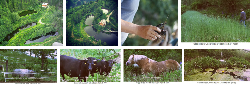 Sepp Holzer Krameterhof mit 72
                                  Teichen und Mittelwaldbeweidung an
                                  Terrassenb�schungen, �sterreich