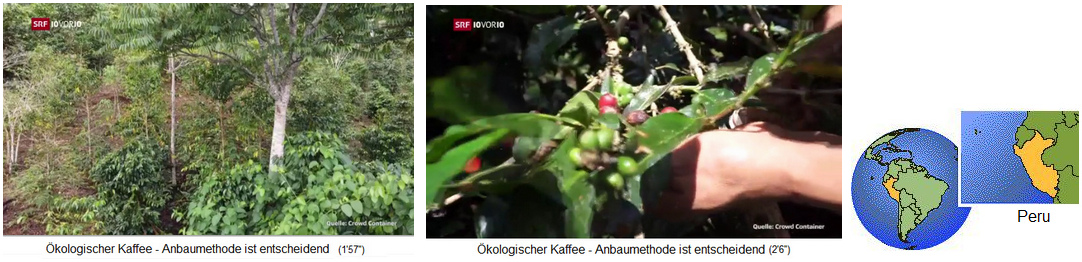 Obstwaldgarten (Agroforst) mit
                                  Kaffeeanbau in Peru