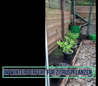 Im Winter sind sogar Zitruspflanzen
möglich Im Winter sind sogar
Zitruspflanzen möglich