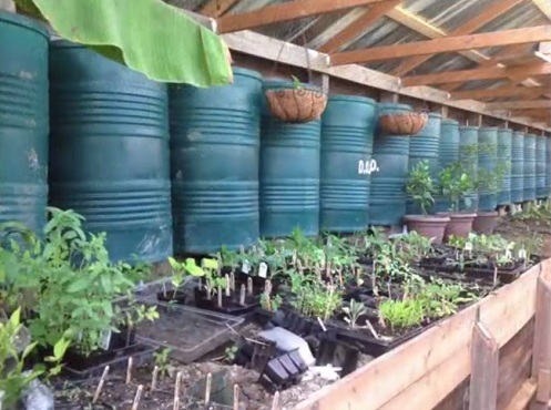 Pflanzen im Grubentreibhaus 01