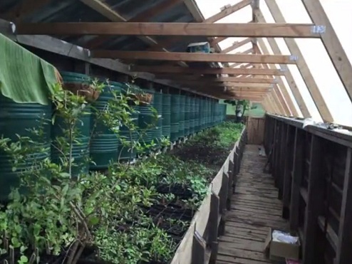 Pflanzen im Grubentreibhaus 02