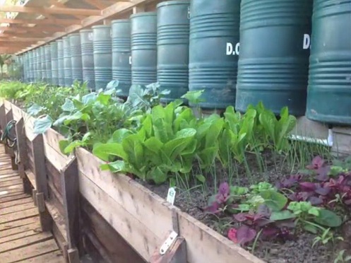 Plants in the raised bed pit greenhouse 03