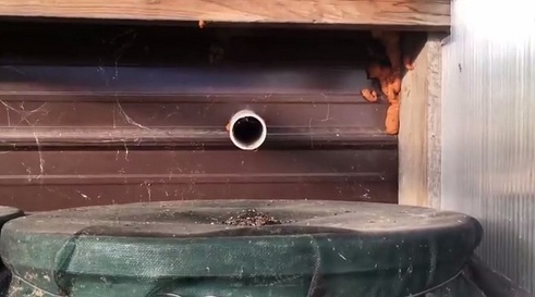 Wasserf�sser werden mit Regenwasser
                                gef�llt, und auf den F�ssern ist ein
                                Tuch als Filter angebracht