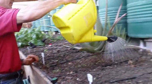 Ein
                                spezieller Abschnitt wird mit der
                                Giesskanne gegossen