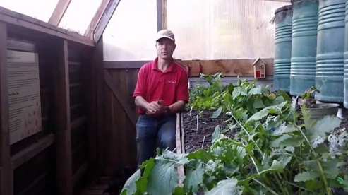 Sch�dlinge im Grubentreibhaus: Man
                                setzt eine Opferpflanze, dann sind die
                                Blattl�use immer nur dort, oder auch der
                                H�ckereulenfalter (Raupen!)