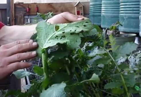 Opferpflanze mit
                                L�chern von den Blattl�usen