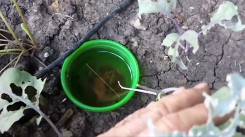 Bierfalle gegen W�rmer, Asseln und
                                den H�ckereulenfalter (Raupen)