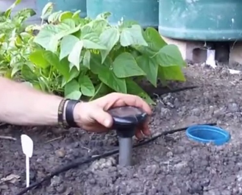 Summer mit Solarenergie
                                gegen W�hlm�use