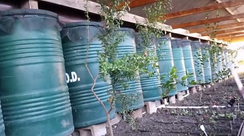 Orangenbaum im Grubentreibhaus