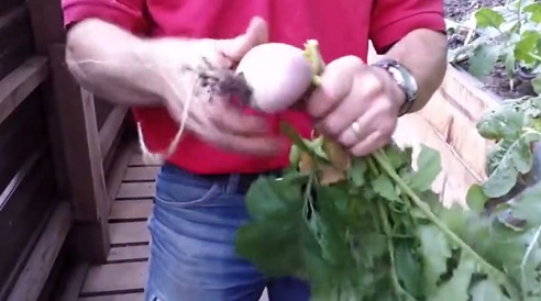 Kohlr�be im Grubentreibhaus