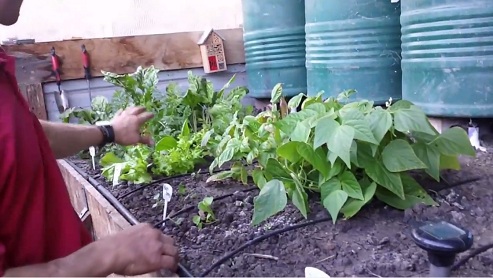 Salatzone im Grubentreibhaus