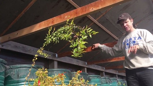 Die
                                    Zitrusb�ume haben durch den Frost
                                    nicht gelitten