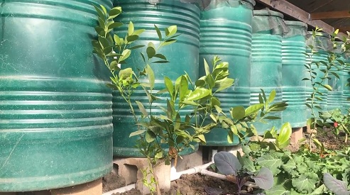 Der Limonenbaum hatte mit dem
kurzen Frost keine Probleme, weil
die Kaltluft in den Kaltluftgraben
abgeflossen ist Der
Limonenbaum hatte mit dem kurzen
Frost keine Probleme, weil die
Kaltluft in den Kaltluftgraben
abgeflossen ist